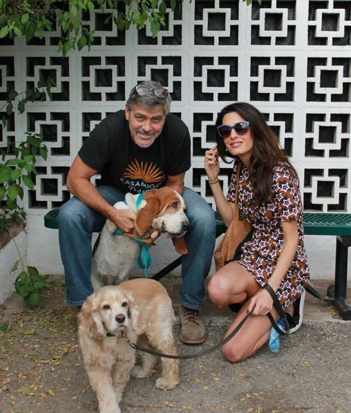 George Clooney & Amal Adopt a Dog!