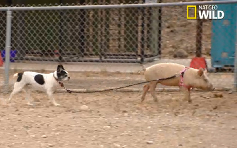cesar-millan-dog-pig