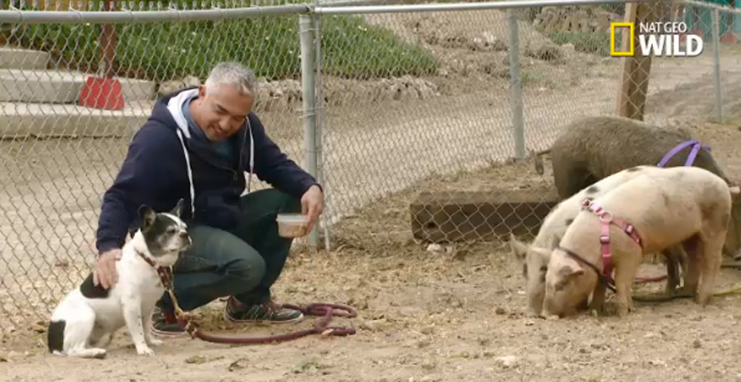 cesar-millan-pigs