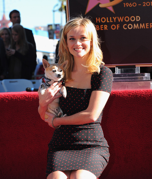 reese-dog