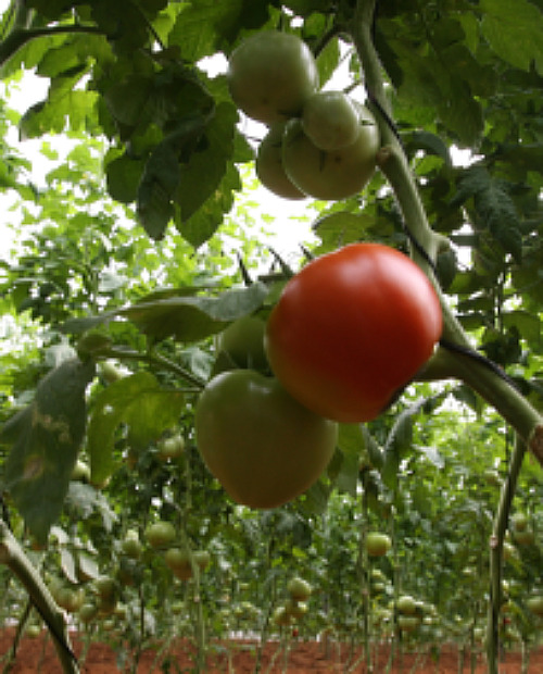 Getty Images Tomatoes on the vine