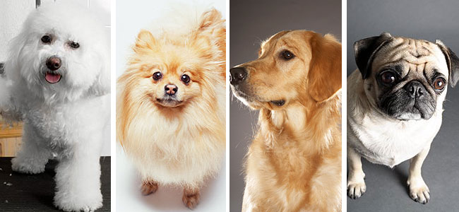Getty Images/Extra Composite 1105dogs.jpg