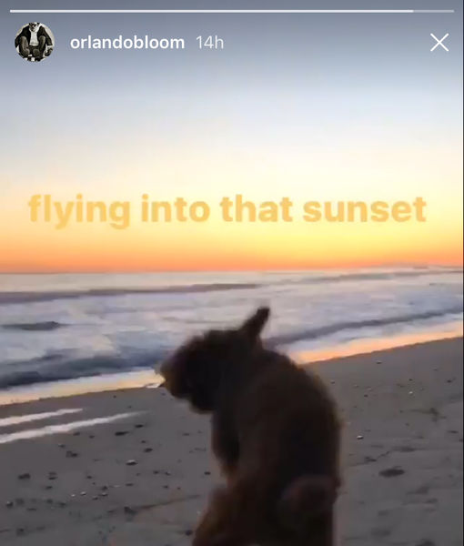 orlando-dog