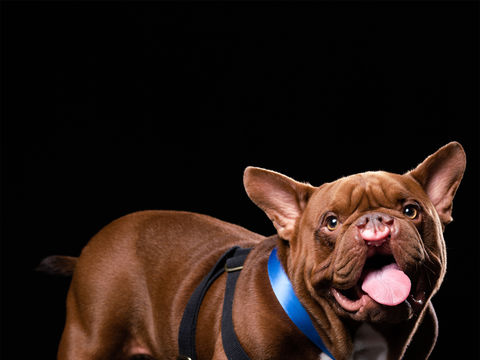 Best Wiggle Butt, Couch Potato, and More Awards Still to Come on 'The American Rescue Dog Show'