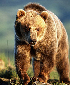 0423bear.jpg